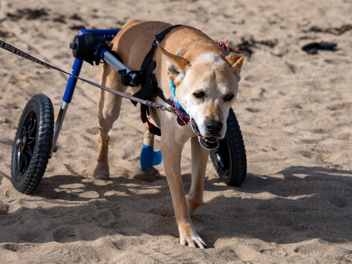 Cão caramelo andando na areia da praia com cadeira de rodas azul nas patas traseiras, preso à guia — cadeira de rodas para cachorro em Campinas