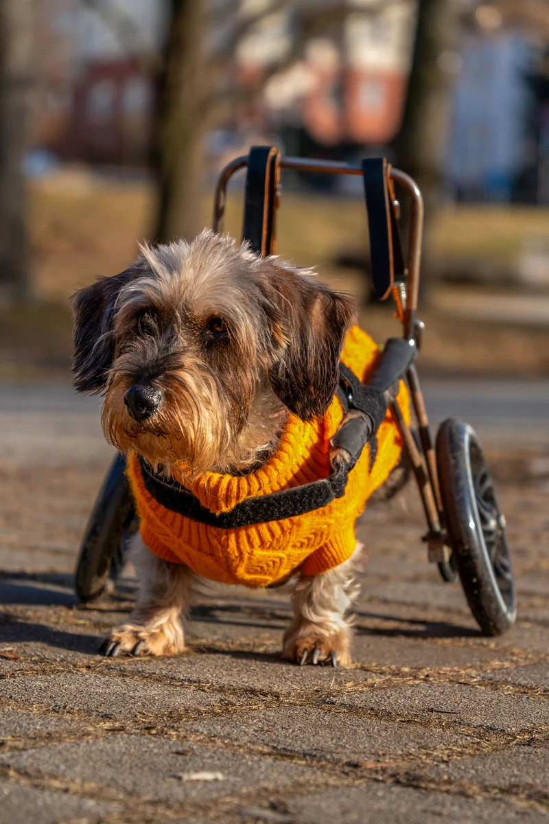 Cachorro dachshund de pelo duro com blusa laranja passeando com cadeira de rodas para cachorro — cadeira de rodas para cachorro em Campinas